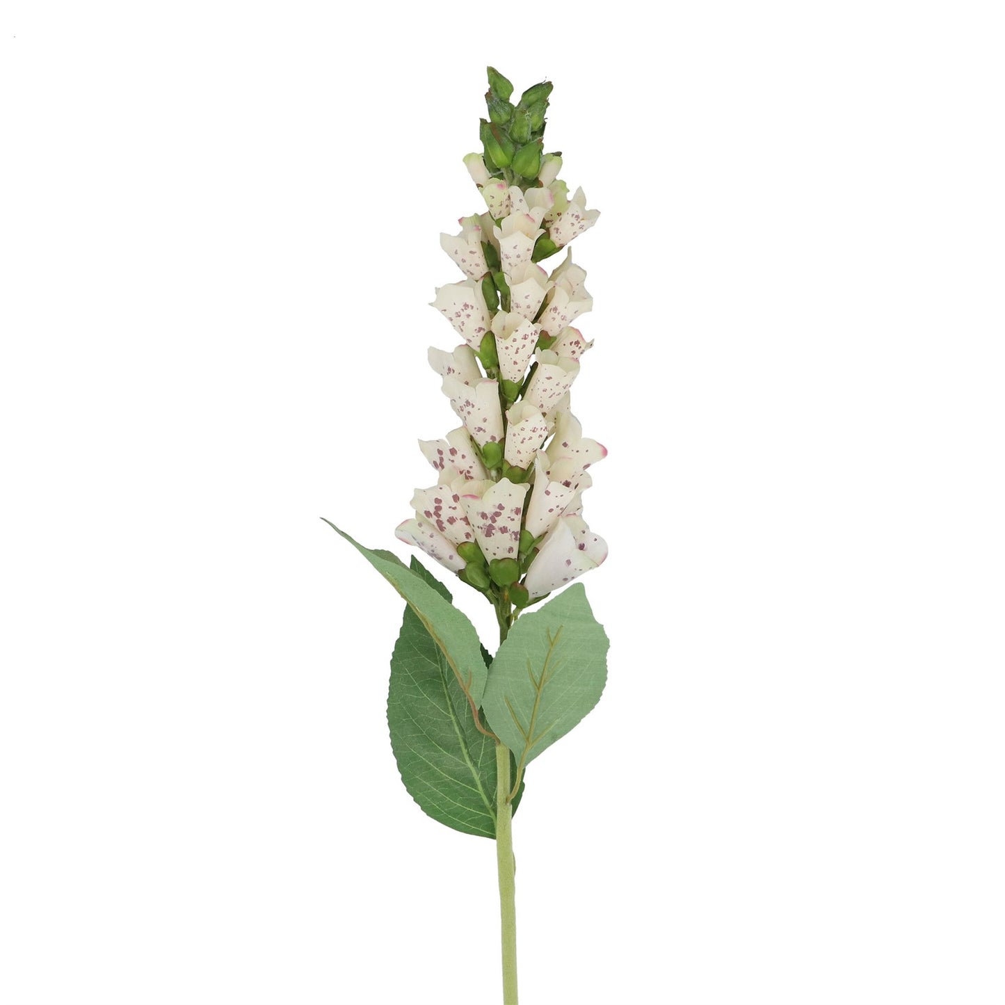 Cream Foxglove Stem 82cm