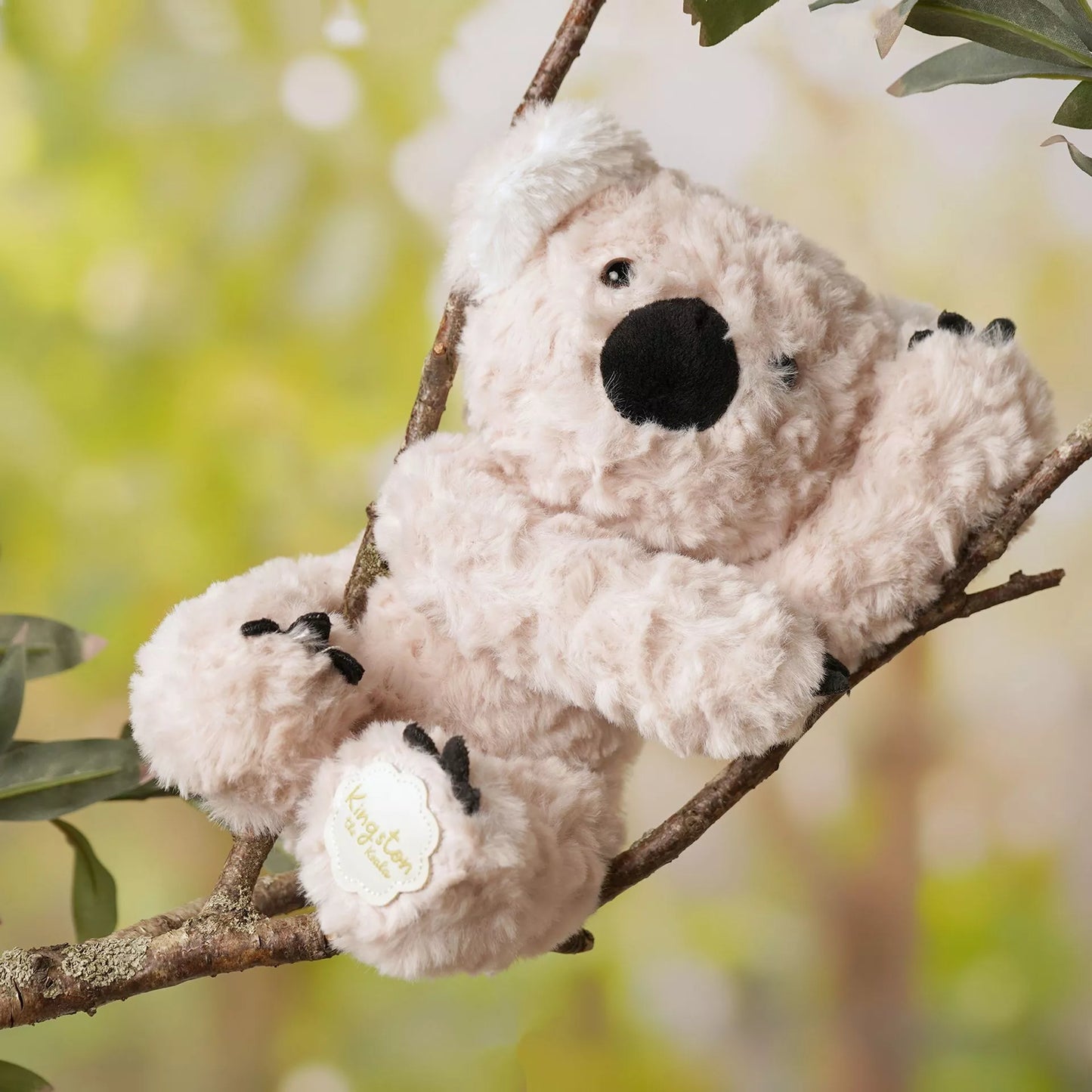 KINGSTON THE KOALA BEAR