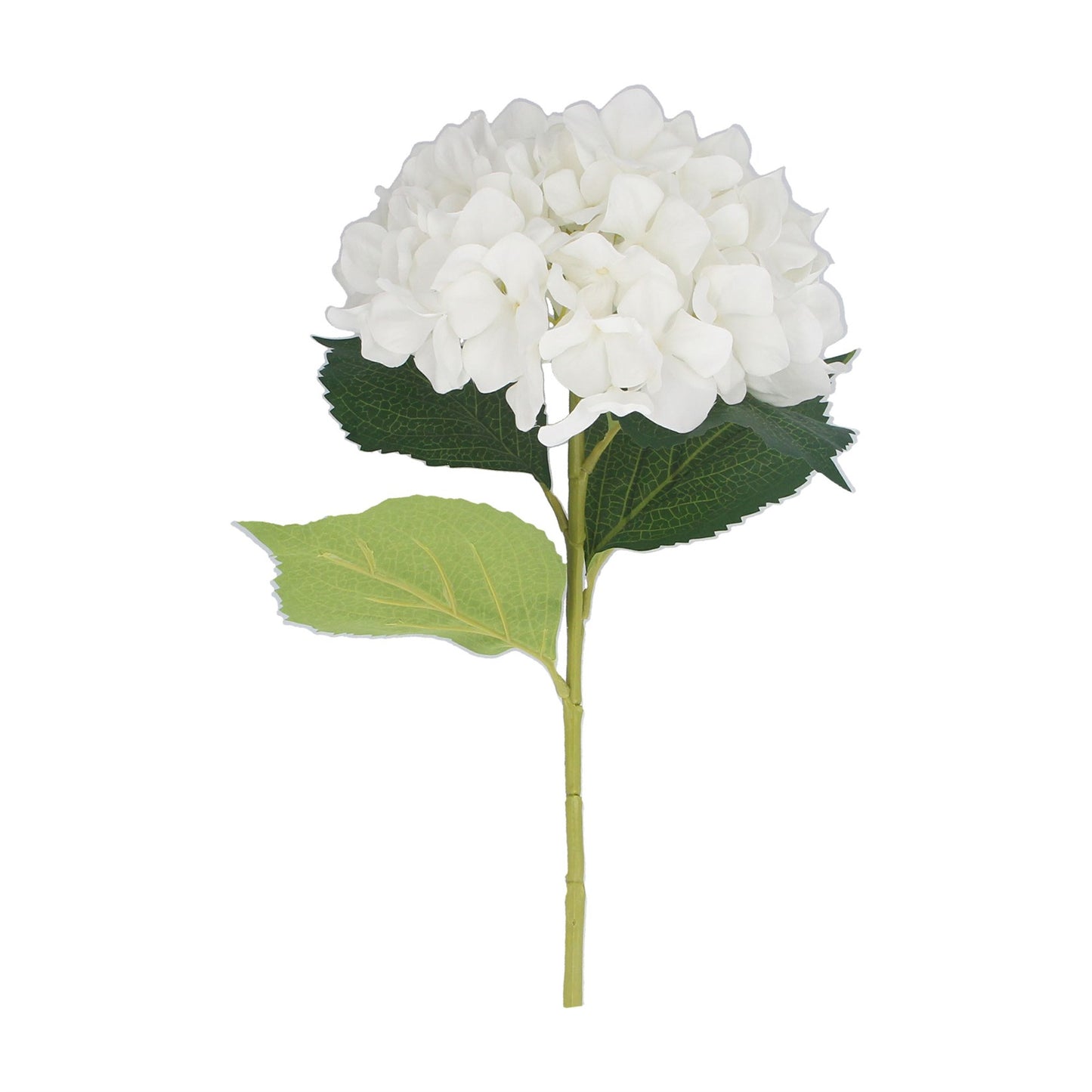 White Giant Hydrangea Stem