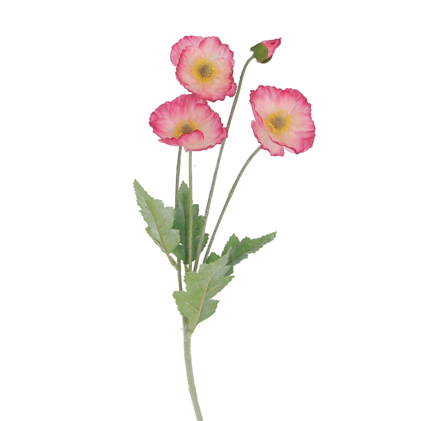 Pink Poppy Spray